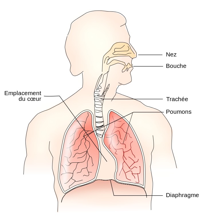 Diaphragme