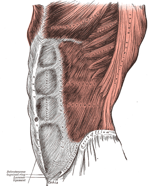 Abdominaux : Obliques