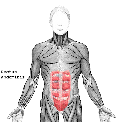 Abdominaux : Grand droit