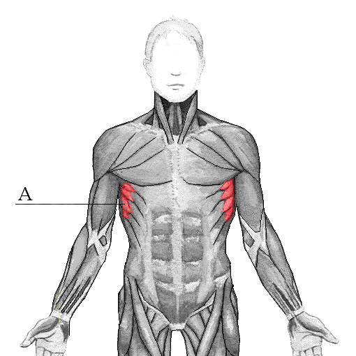 Abdominaux : Grand dentelé