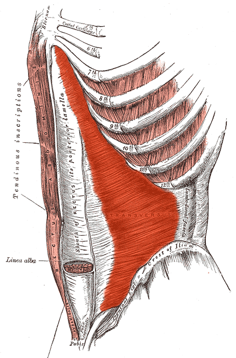 Abdominaux : Transverse